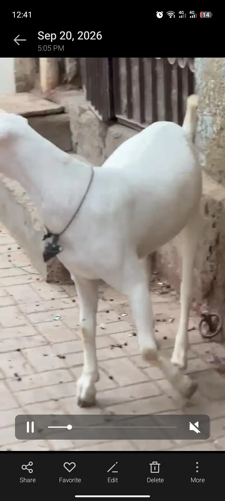 khassi bakra hai age 12 month hai — photo 3