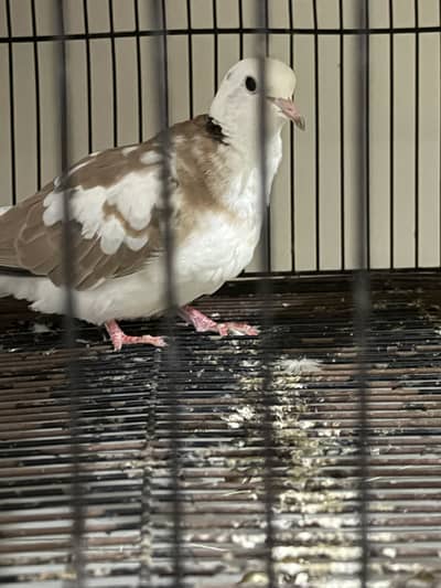 Sale birds