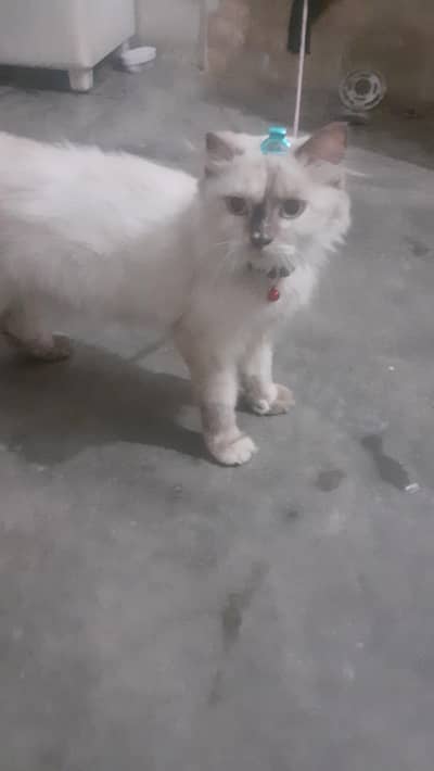 female cat