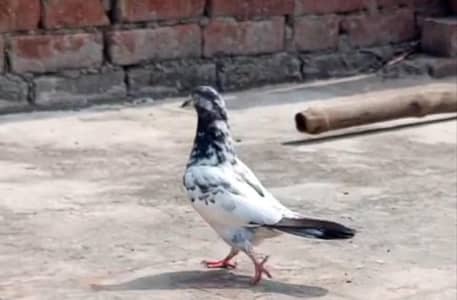 aik jora teddy madi or chapra nar or aik sharka nr fr sale 03136570817