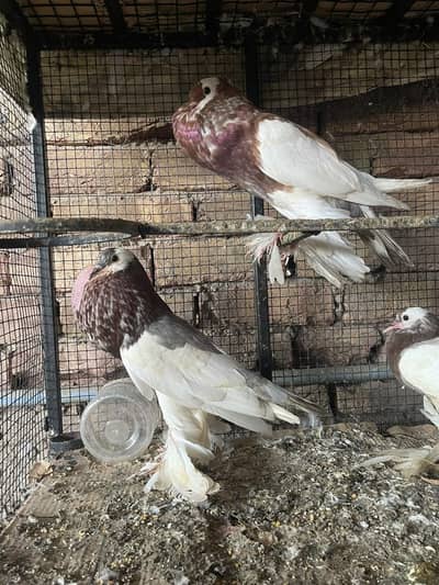 Pouter pigeons For sale cheap price discount available
