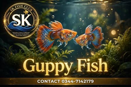 Guppy Fish