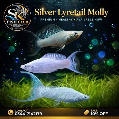 Molly Fish 120