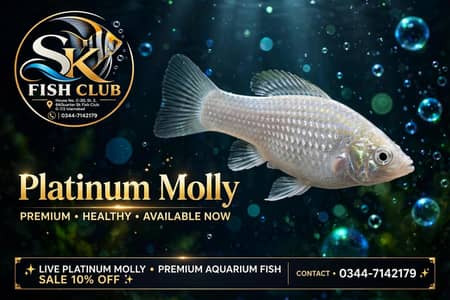 Molly Fish 100