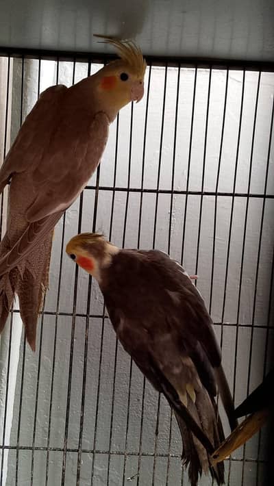 cockatiels | parrots | cockatiel parrots|