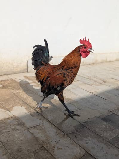 Hens (Murga) for Sale