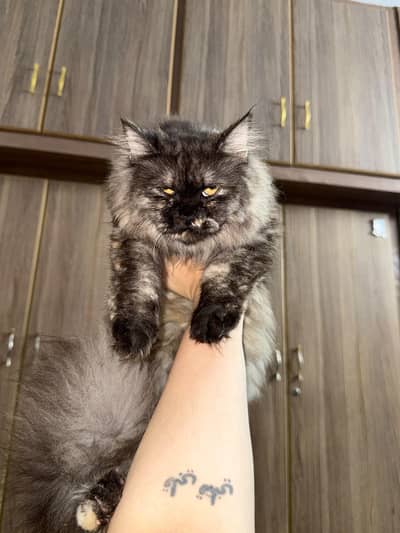 Doll face persian cats for sale