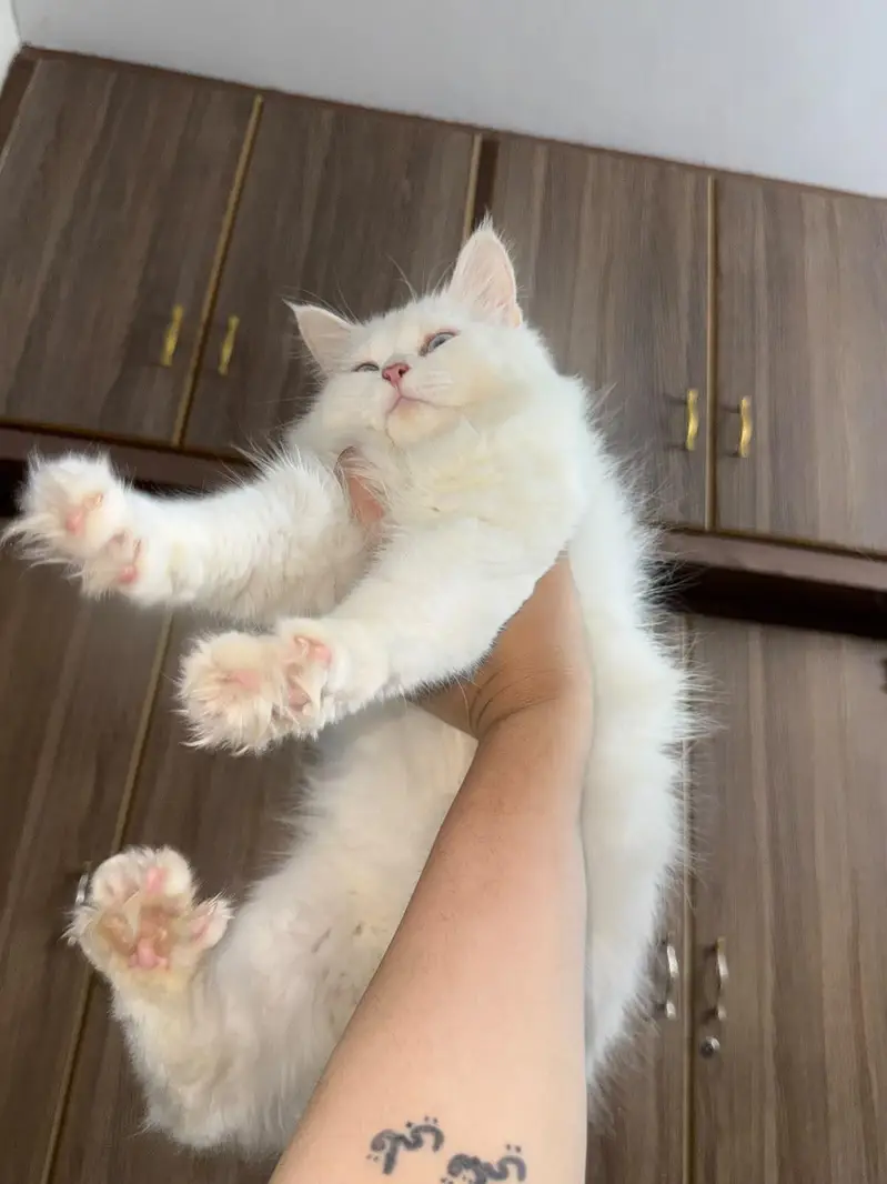 Doll face persian cats for sale — photo 2