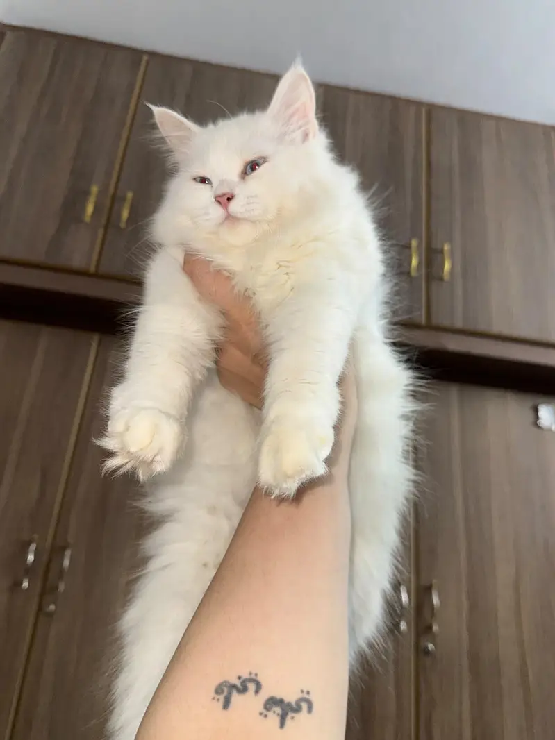 Doll face persian cats for sale — photo 3