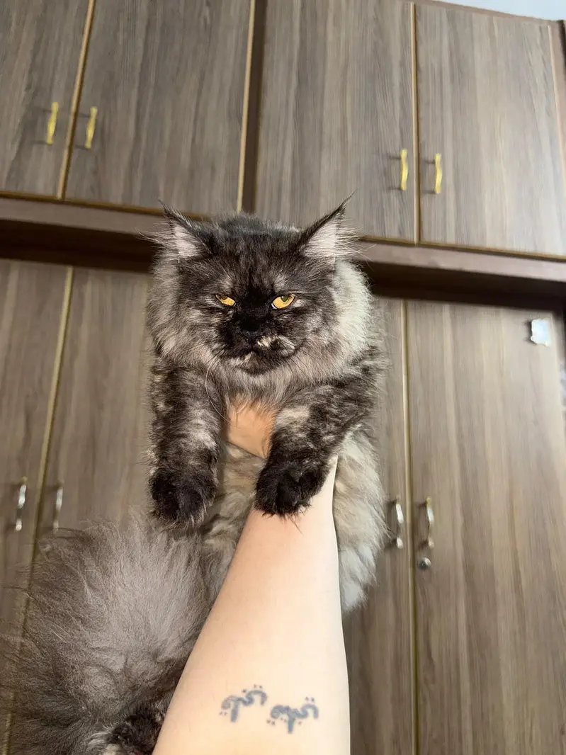 Doll face persian cats for sale — photo 4