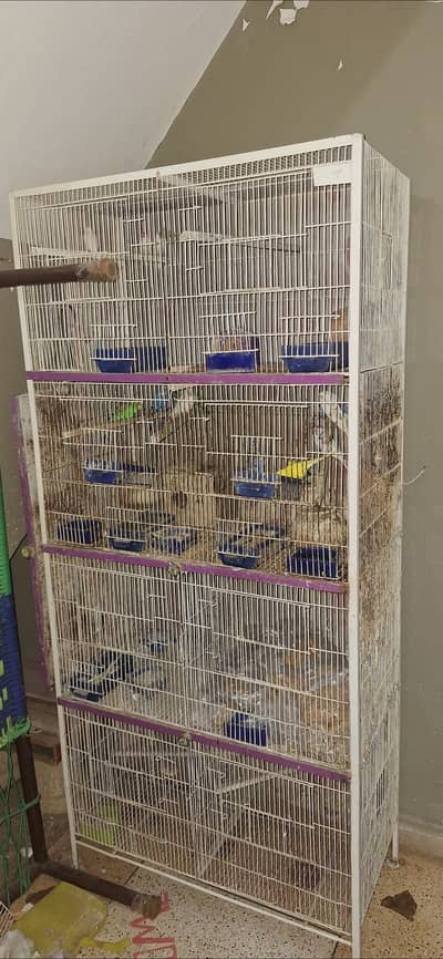 Cage with Australian Budgies and white finches