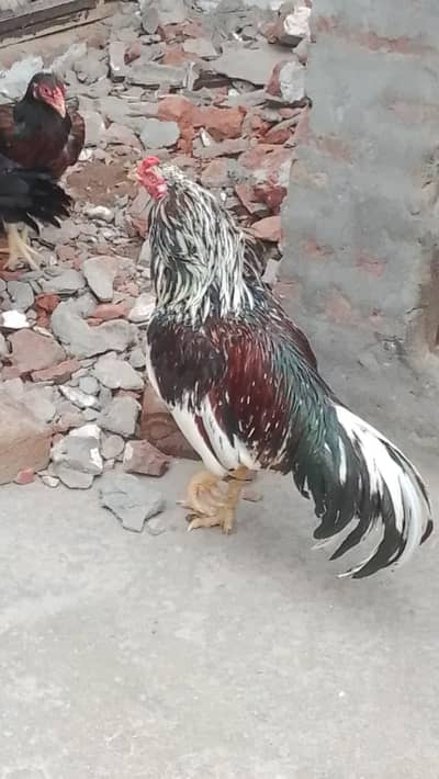aseel hens 2male and 2female