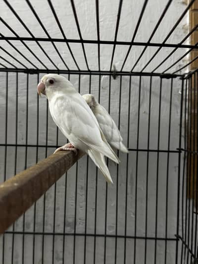 Love Birds For Sale