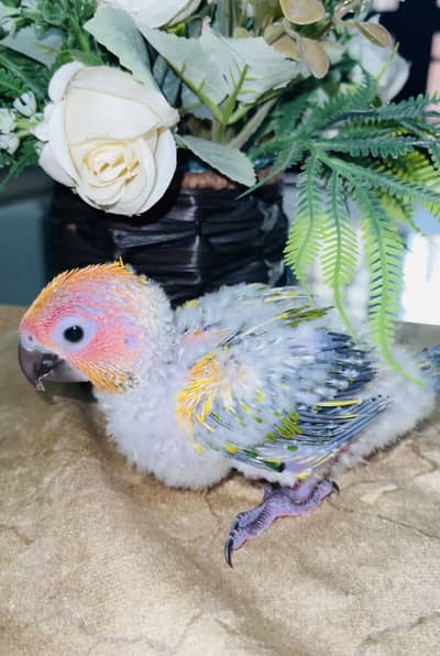 SunConure chick and other birds available for sale