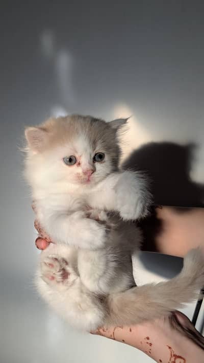 long coat kitten