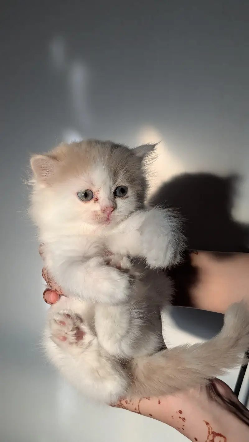long coat kitten