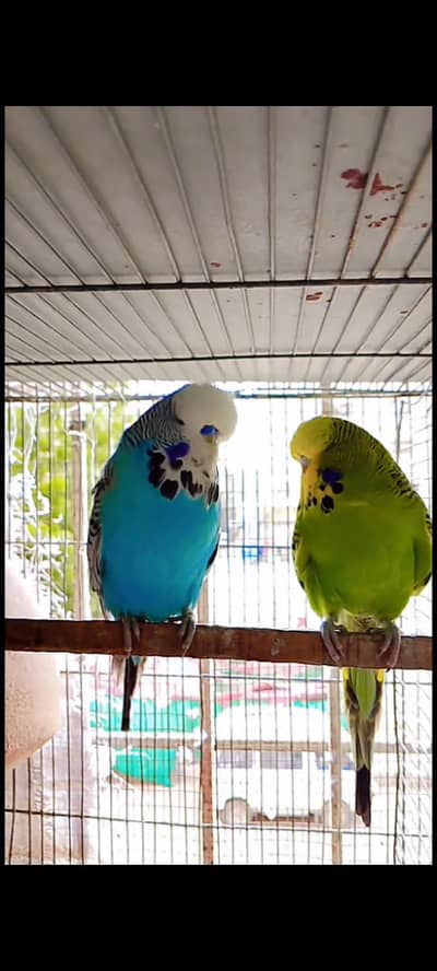 Exhibition budgies