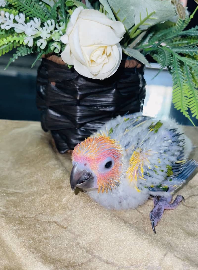 SunConure chick available 2