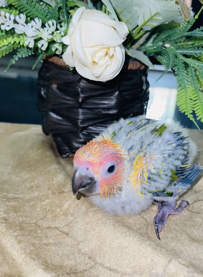 SunConure chick available — photo 3