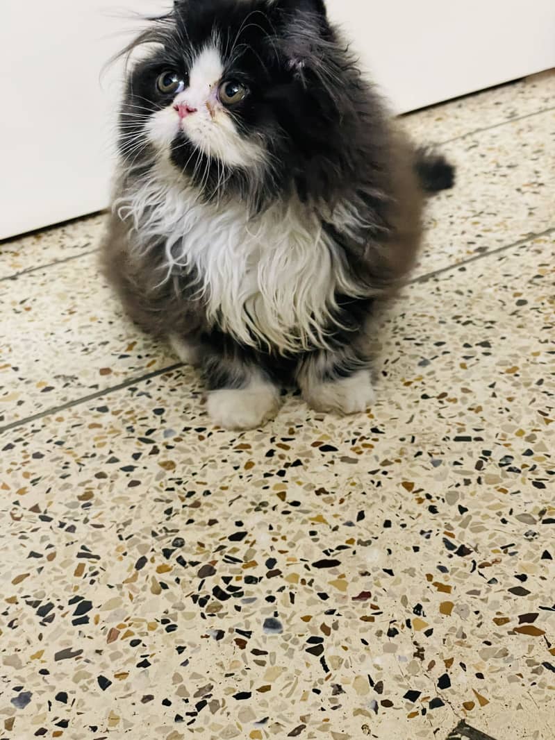 Extrem face kitten 0