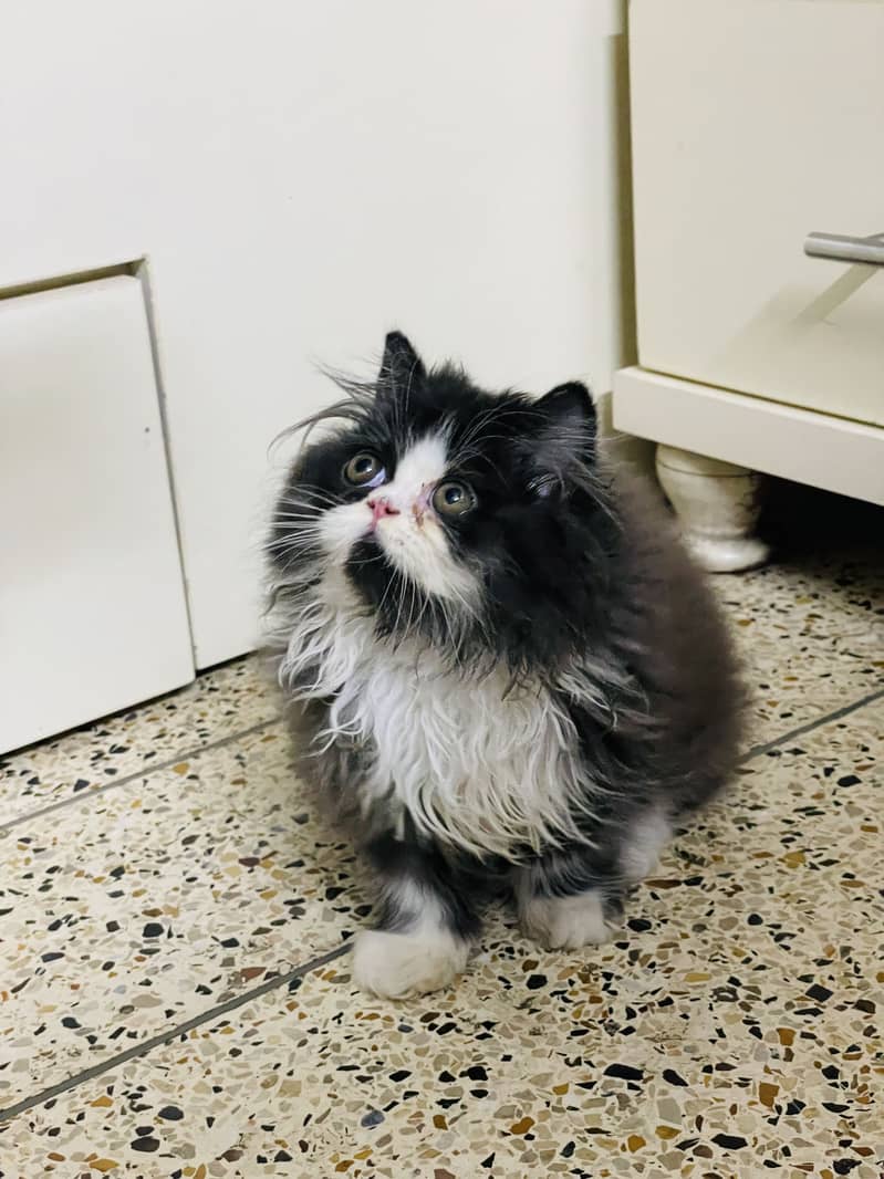 Extrem face kitten 1