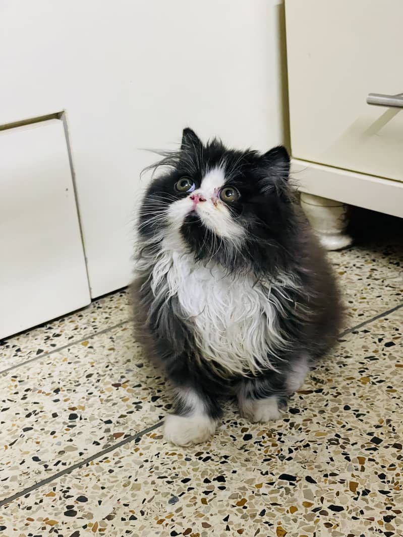 Extrem face kitten 4