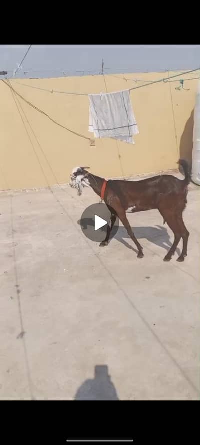بکری فار سیل