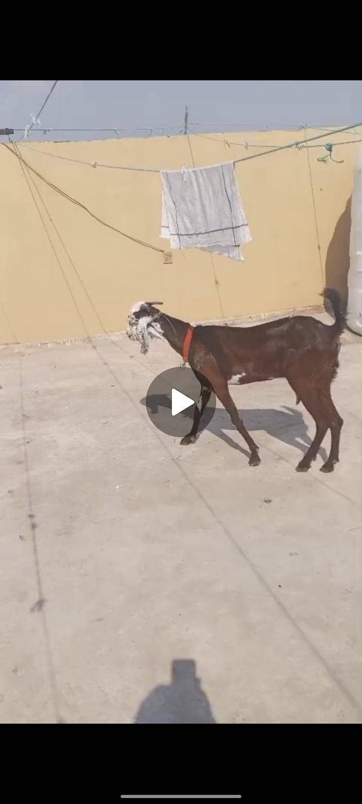 بکری فار سیل 0
