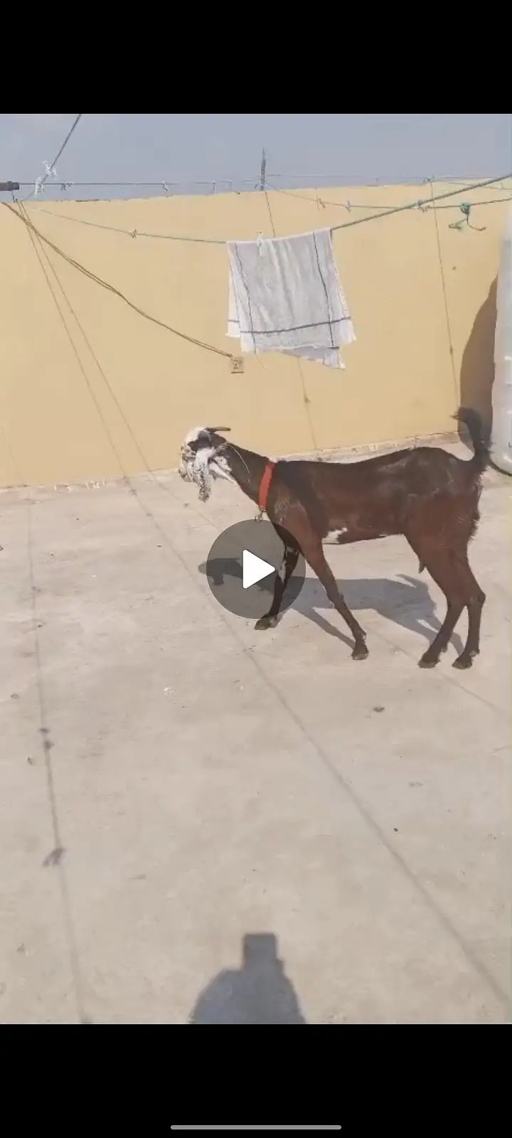 بکری فار سیل