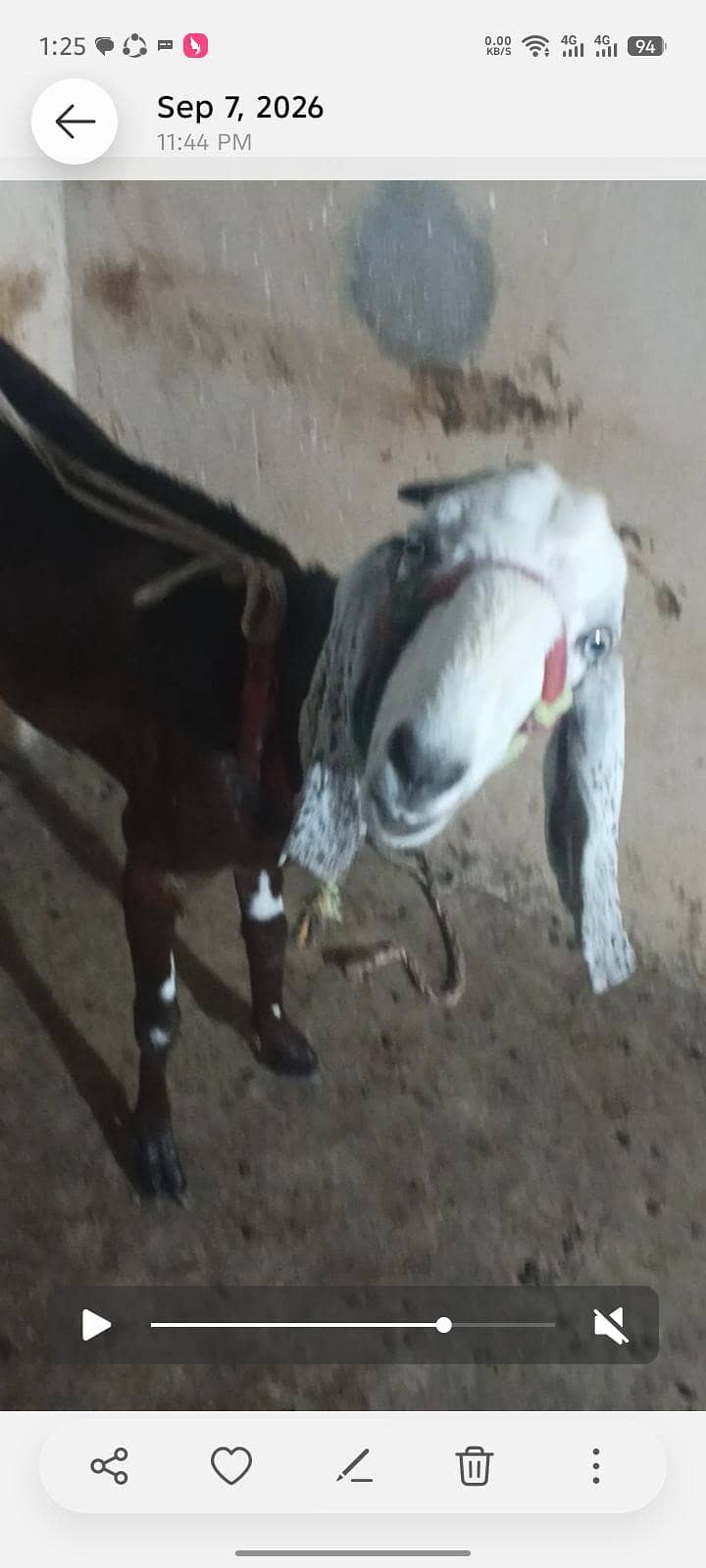 بکری فار سیل 3