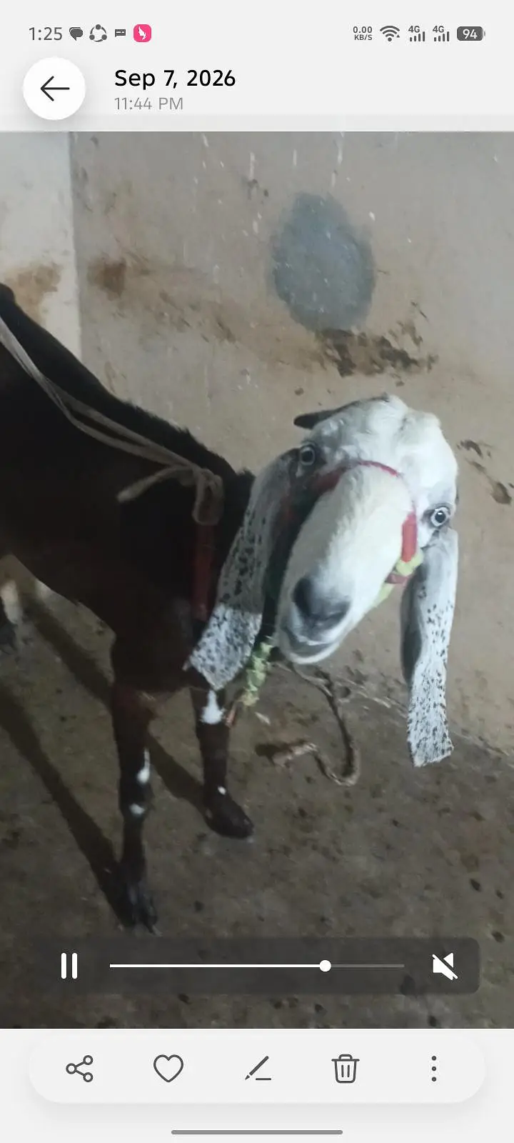 بکری فار سیل — photo 6