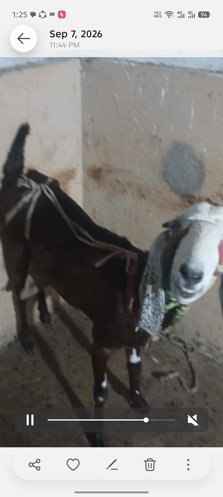بکری فار سیل 6