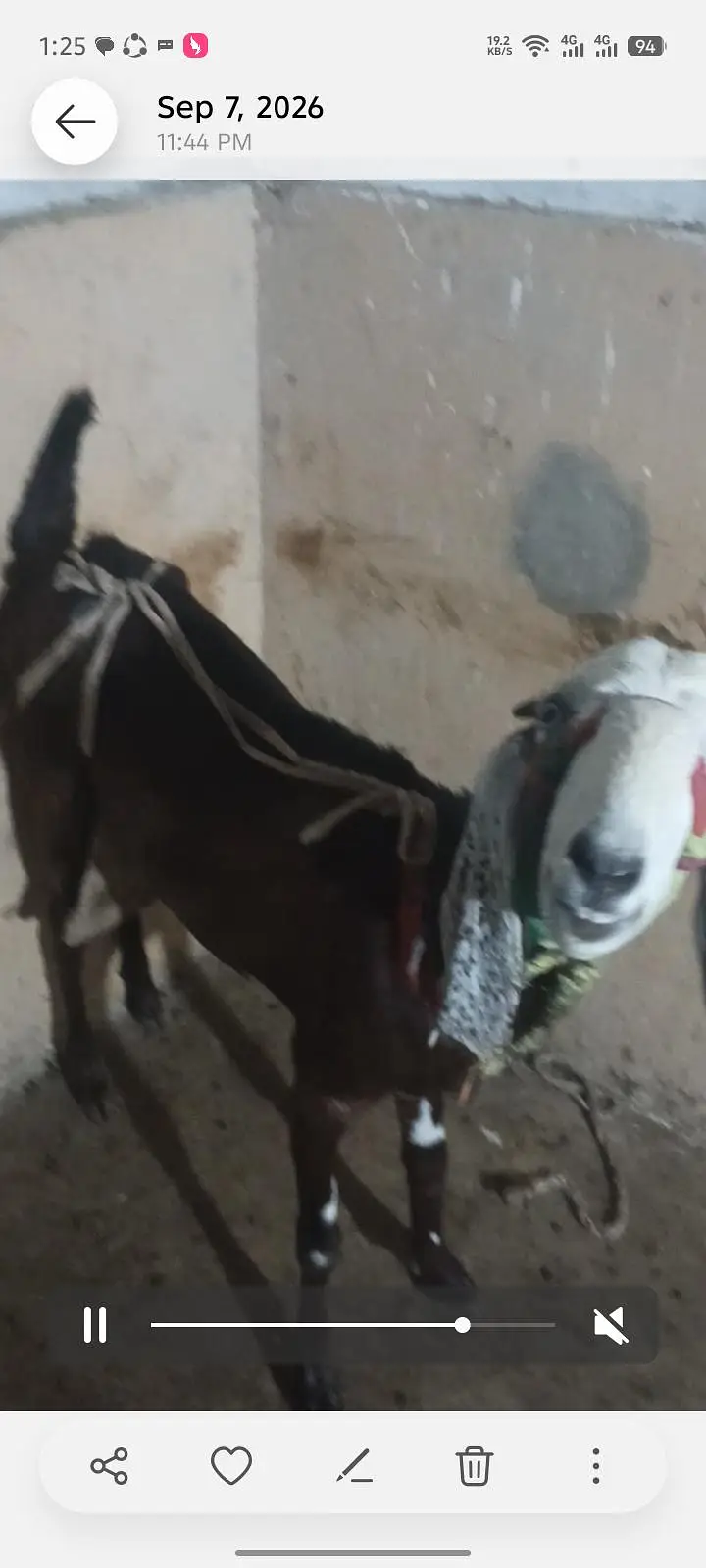 بکری فار سیل — photo 7