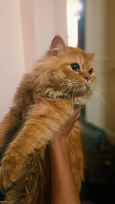 Beautiful Fluffy Persian Cat for Sale | Lahore