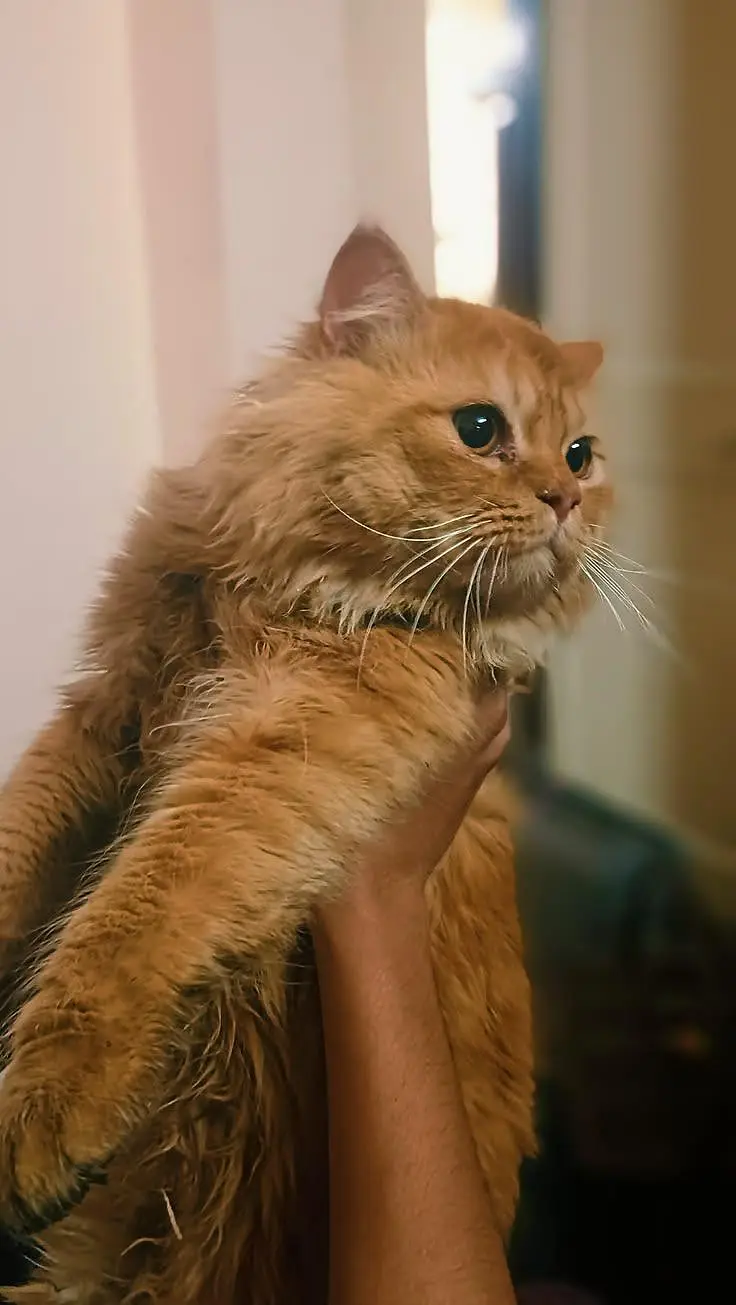 Beautiful Fluffy Persian Cat for Sale | Lahore
