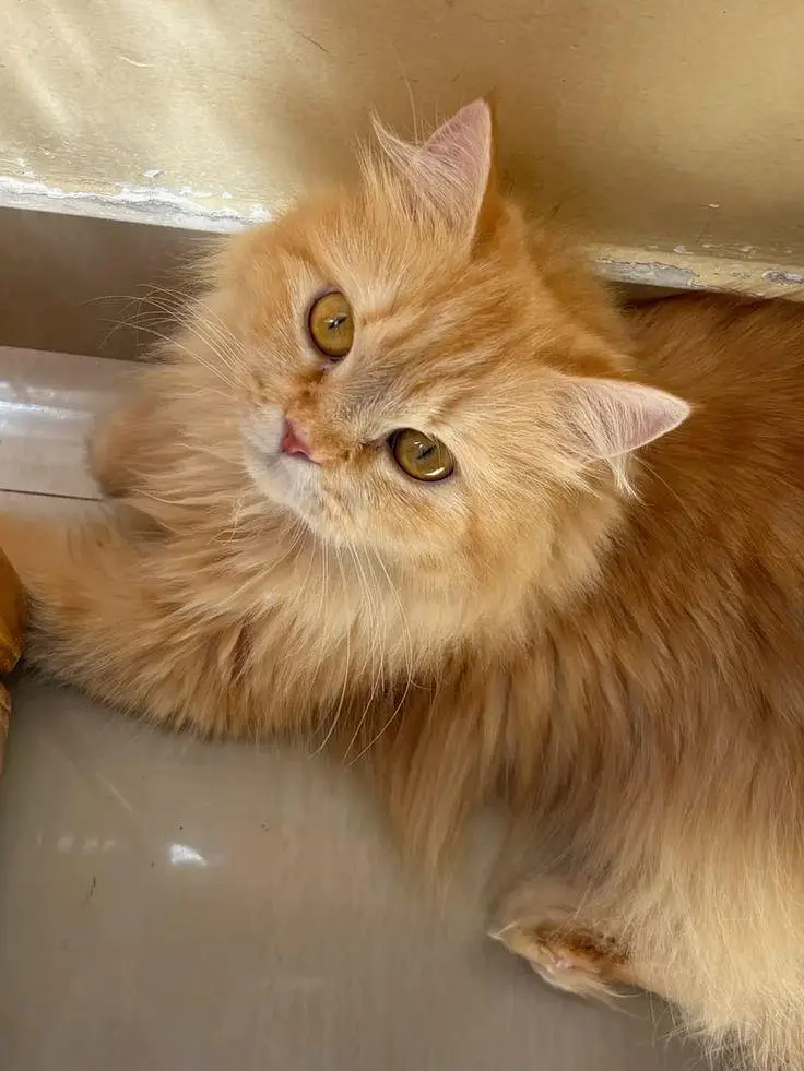 Beautiful Fluffy Persian Cat for Sale | Lahore — photo 2