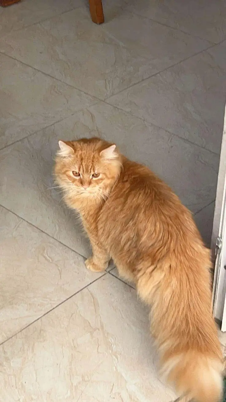 Beautiful Fluffy Persian Cat for Sale | Lahore — photo 3