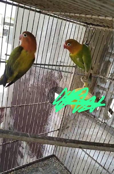 love birds