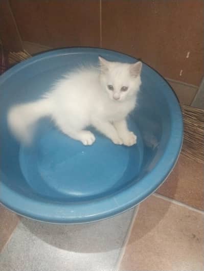 Semi Punch Persian Kitten Cream Color - Healthy Active