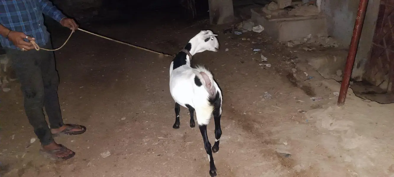 Teddy bakri gabban — photo 3