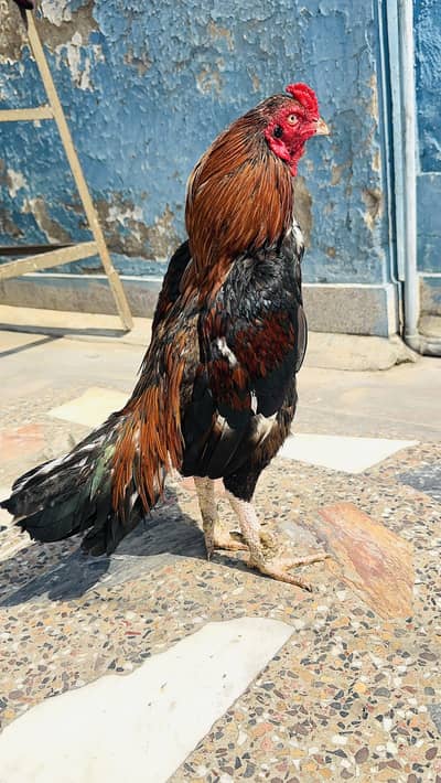 Lakha murga for sale