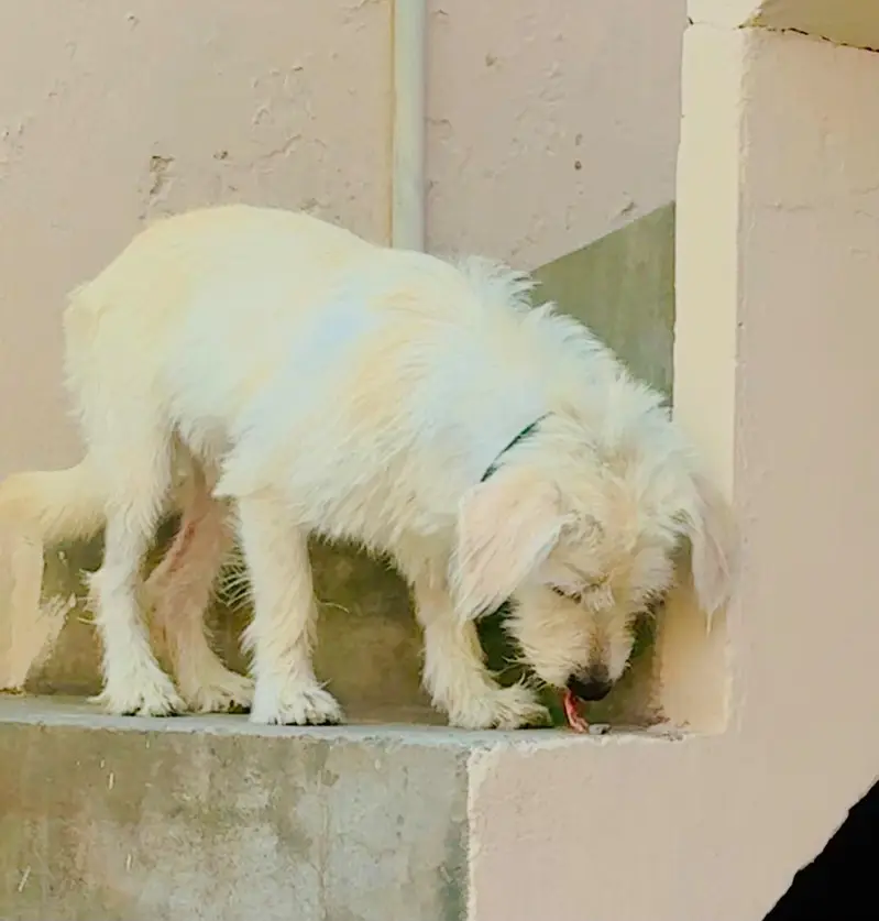 ression dog ha ha KO chihy woi serf rabta krw — photo 2