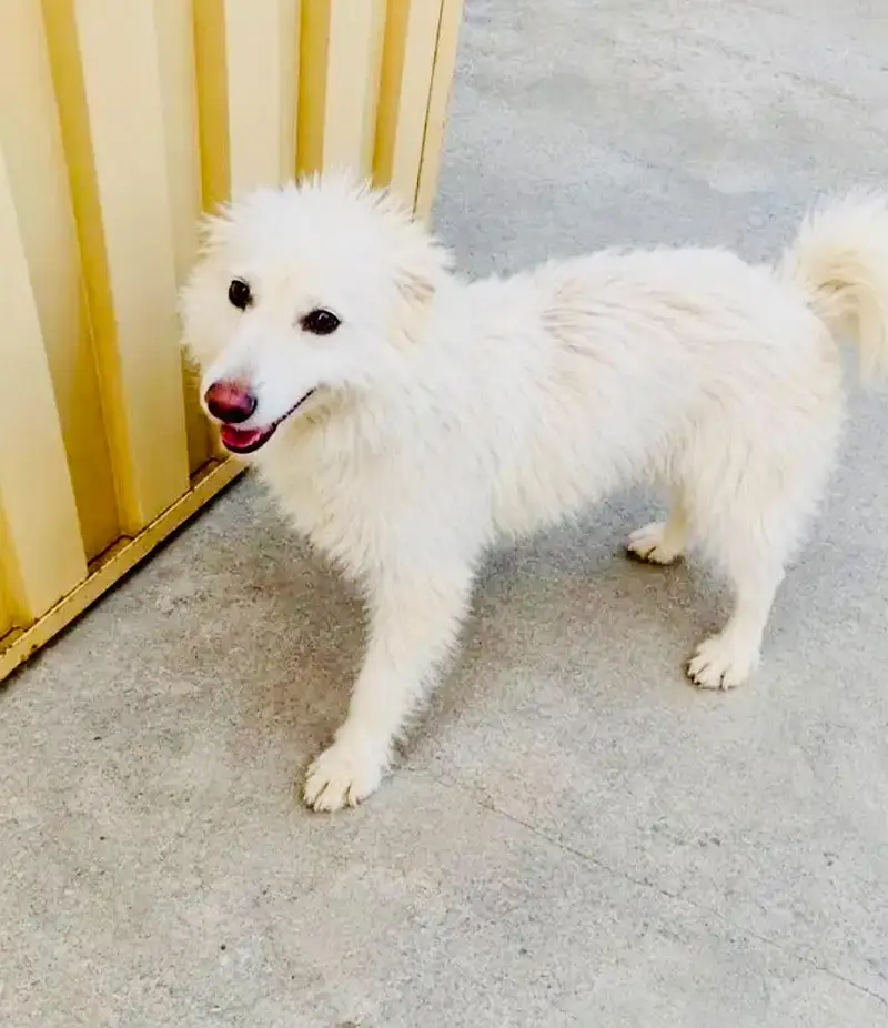 ression dog ha ha KO chihy woi serf rabta krw — photo 3