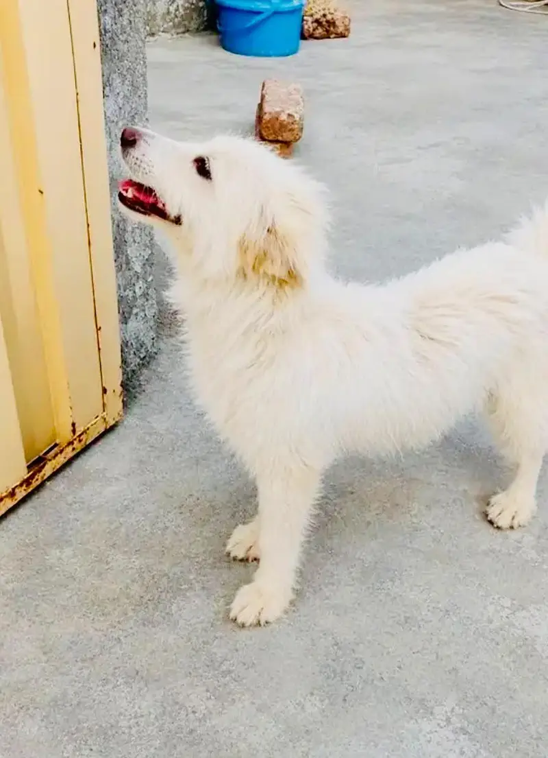 ression dog ha ha KO chihy woi serf rabta krw — photo 4