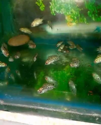 Big Sale On Flowerhorn (Kamfa)