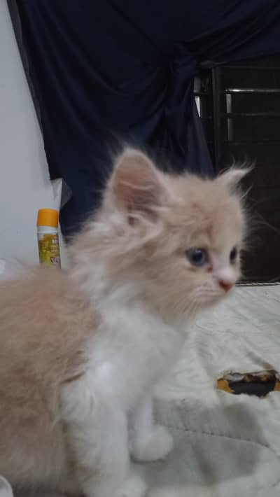 Persian cat