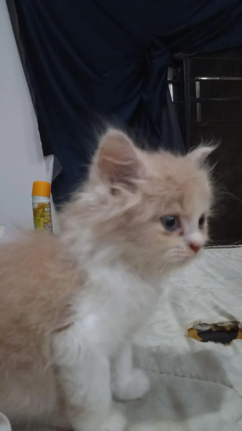Persian cat