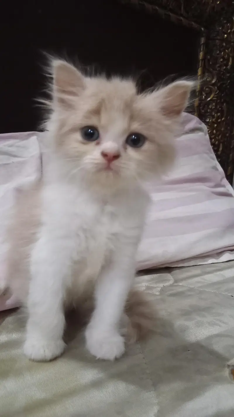 Persian cat — photo 2