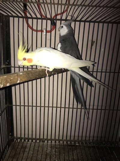 Cocktail breeder Pair