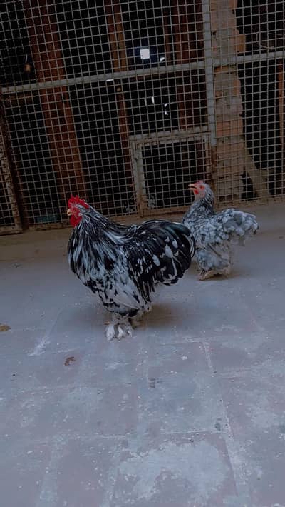 egges